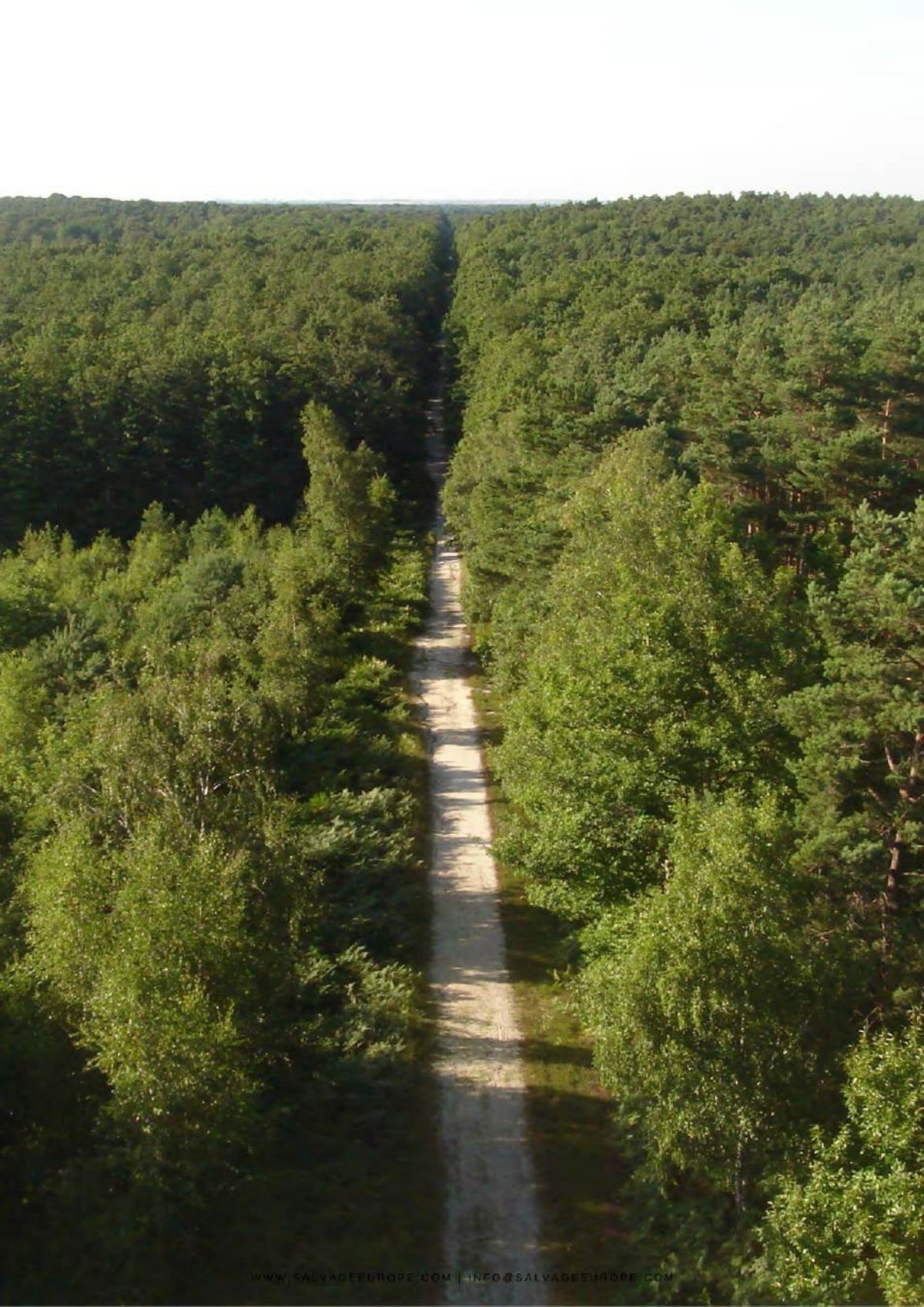 Managed old-growth oak forest in France